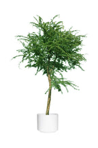 Gum Arabic Tree ( Vachellia Nilotica ) – Acacia Arabica
