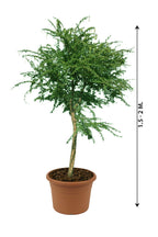 Gum Arabic Tree ( Vachellia Nilotica ) - Acacia Arabica - Plantsworld.ae