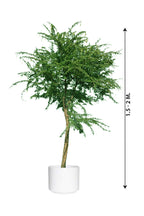 Gum Arabic Tree ( Vachellia Nilotica ) – Acacia Arabica