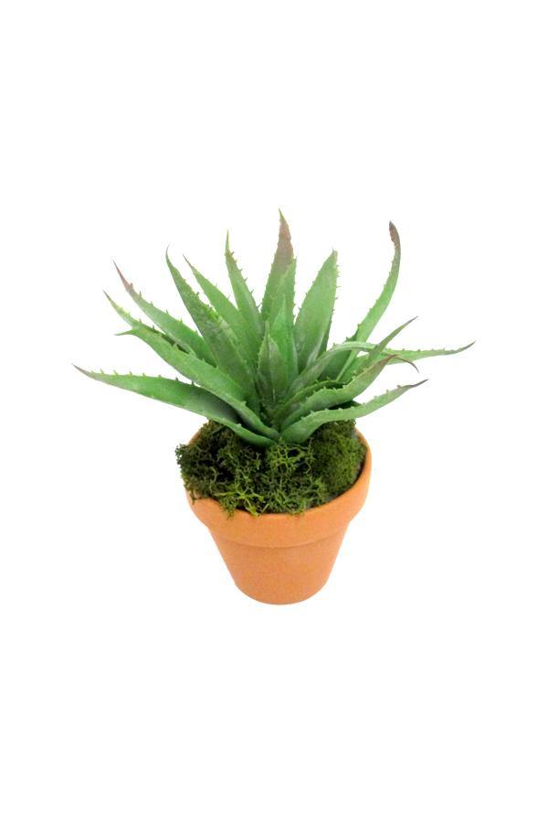 Foxtail agave (Agave Attenuata ( Century Plant ))