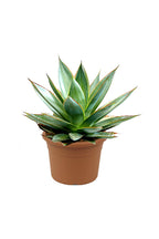 Agave Red Edge – Agave Americana