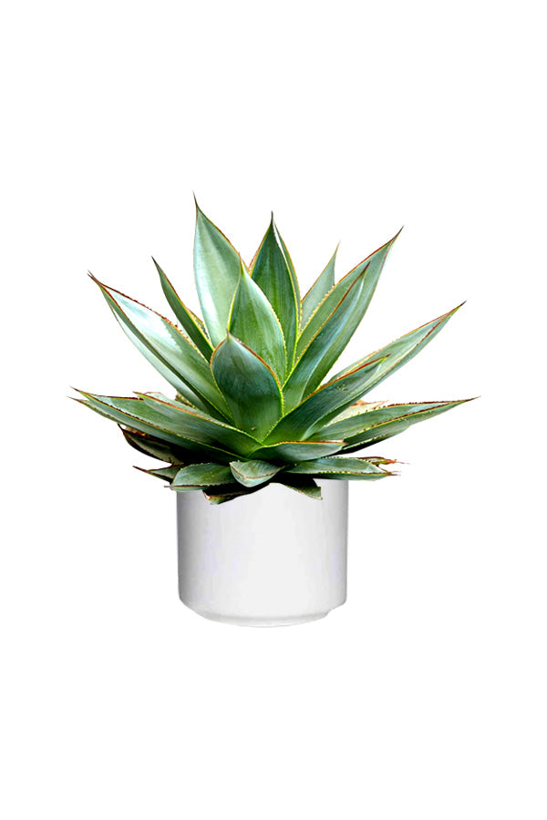 Agave Red Edge – Agave Americana