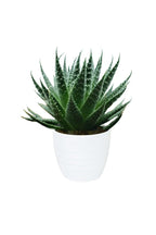 Aloe Aristata Potted Plant - Tiki Tahi