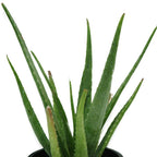 Indoor Plant - Aloe Vera