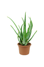 Indoor Plant - Aloe Vera