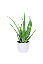 Indoor Plant - Aloe Vera