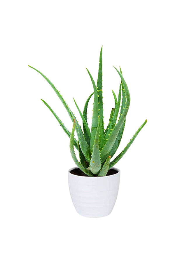 Indoor Plant - Aloe Vera