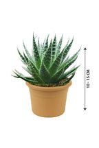 Aloe Aristata - Tiki Tahi - Cactus And Succulents - Aloe Aristata - Tiki Tahi - Cactus And Succulents - Plantsworld.ae