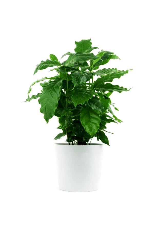 Arabian Coffee Plant – Coffee Shrub Of Arabia