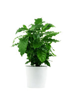 Arabian Coffee Plant – Coffee Shrub Of Arabia