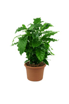 Arabian Coffee Plant – Coffee Shrub Of Arabia