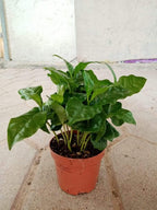Arabian Coffee Plant – Coffee Shrub Of Arabia