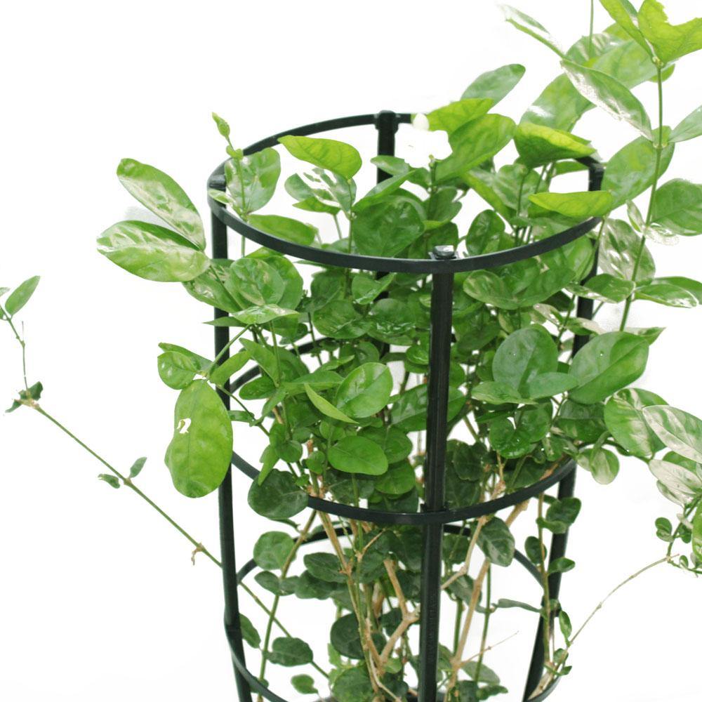 Jasminum Sambac - Arabian Jasmine