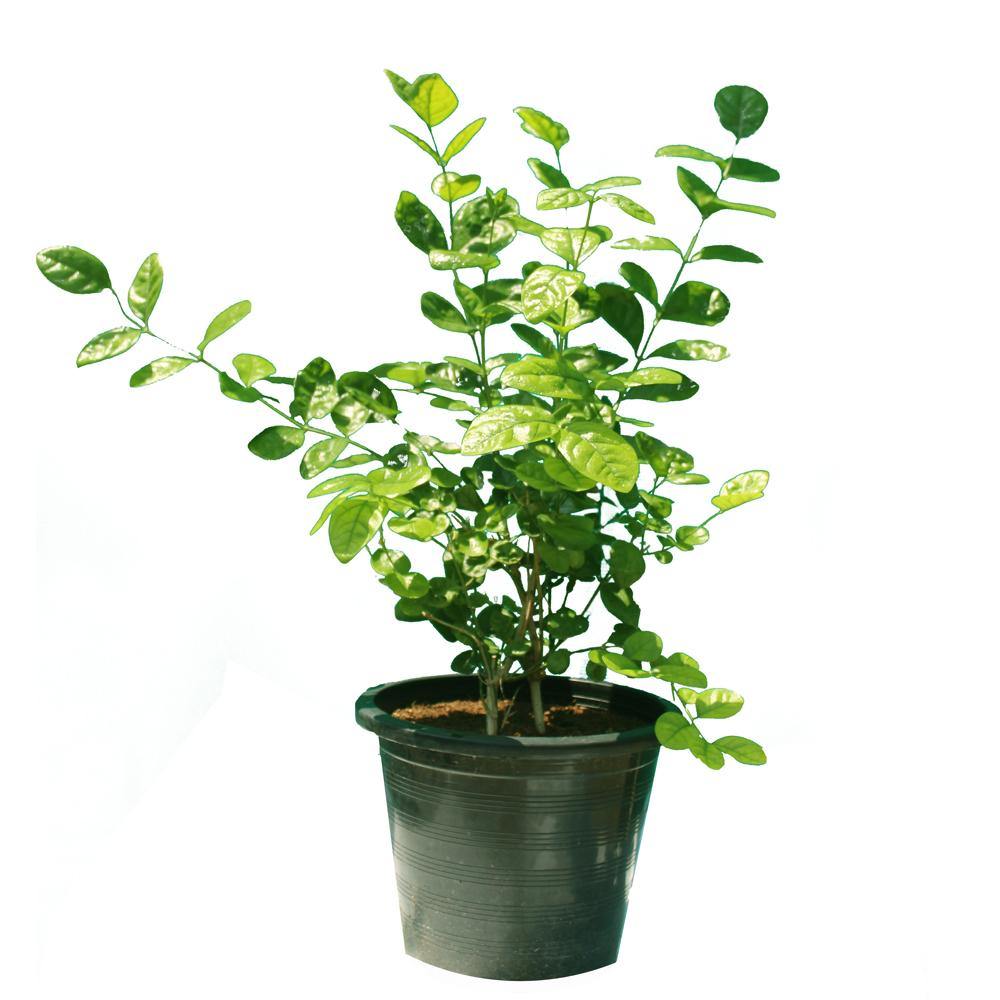Jasminum Sambac - Arabian Jasmine