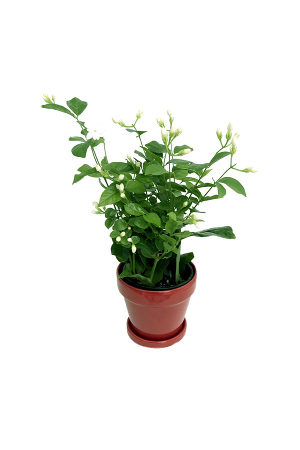 Jasminum Sambac - Arabian Jasmine