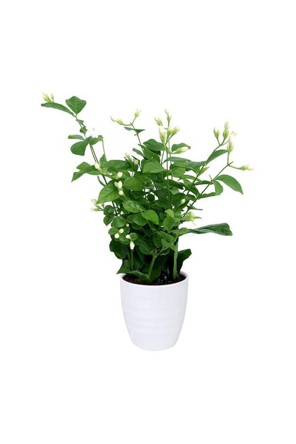 Jasminum Sambac - Arabian Jasmine