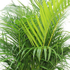 Chrysalidocarpus Lutescens - Areca Palm for Bright Interiors