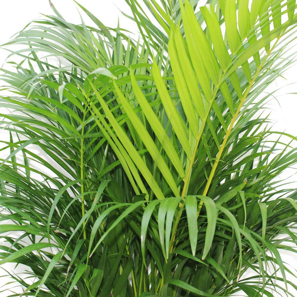 Chrysalidocarpus Lutescens - Areca Palm for Bright Interiors