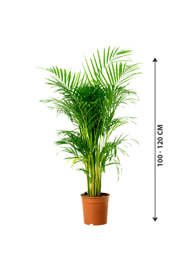 Chrysalidocarpus Lutescens - Areca Palm for Bright Interiors