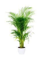 Chrysalidocarpus Lutescens - Areca Palm for Bright Interiors