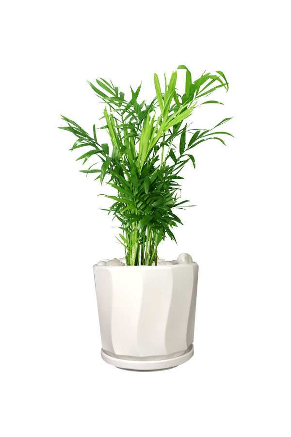 Titanium Office Plant Combo (Mixed Species)
