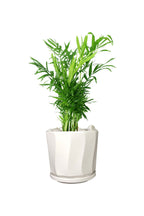 Titanium Office Plant Combo (Mixed Species)