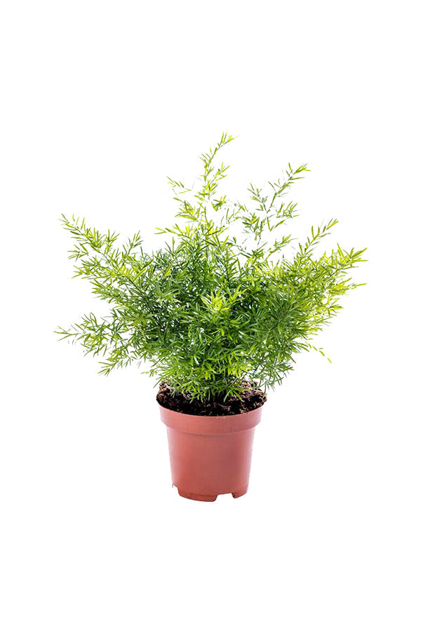 Asparagus Fern – Climbing Fern