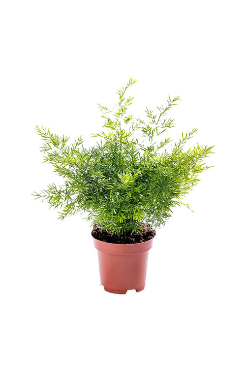 Asparagus Fern – Climbing Fern