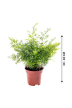 Asparagus Fern – Climbing Fern