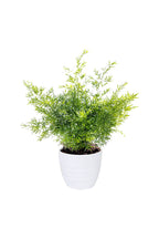 Asparagus Fern – Climbing Fern