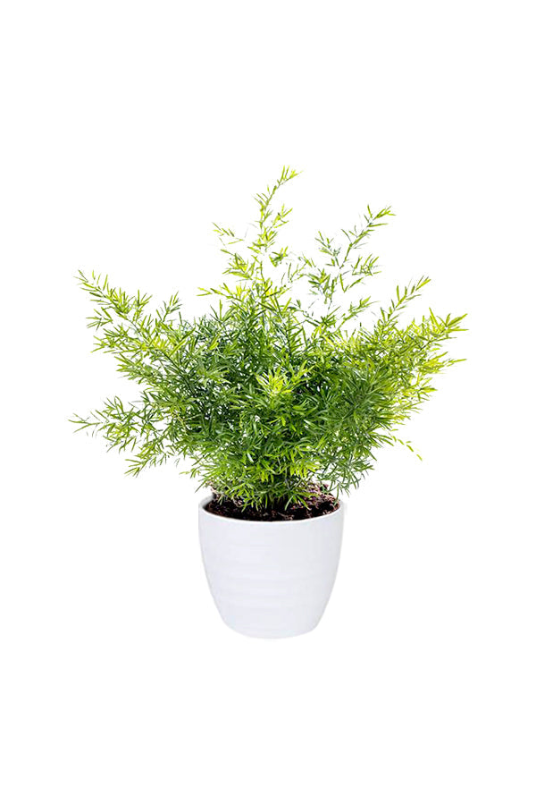 Asparagus Fern – Climbing Fern