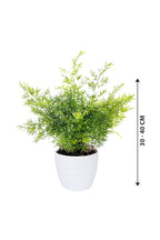 Asparagus Fern – Climbing Fern