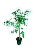 Bambusa Vulgaris - Bamboo Tree