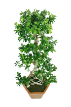 Bonsai Indoor Plant Potted Plant - Grill Shape