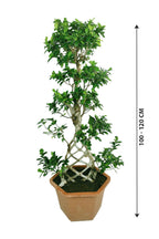 Bonsai Indoor Plant Potted Plant - Grill Shape