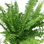 Buy Boston Fern Online - Nephrolepis Exaltata