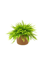 Buy Boston Fern Online - Nephrolepis Exaltata