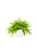 Buy Boston Fern Online - Nephrolepis Exaltata