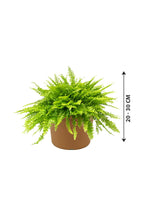 Boston Fern - Nephrolepis Exaltata - Plantsworld.ae