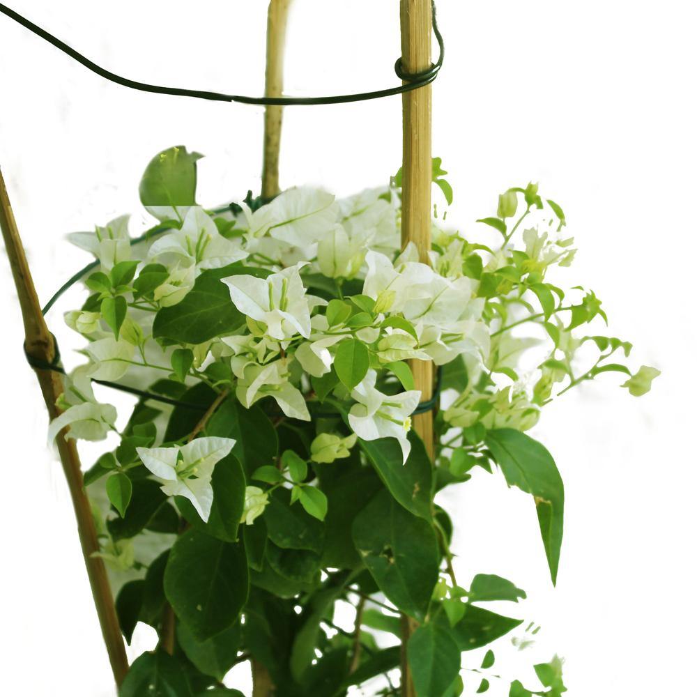 Paper Flower Plant - Bougainvillea
