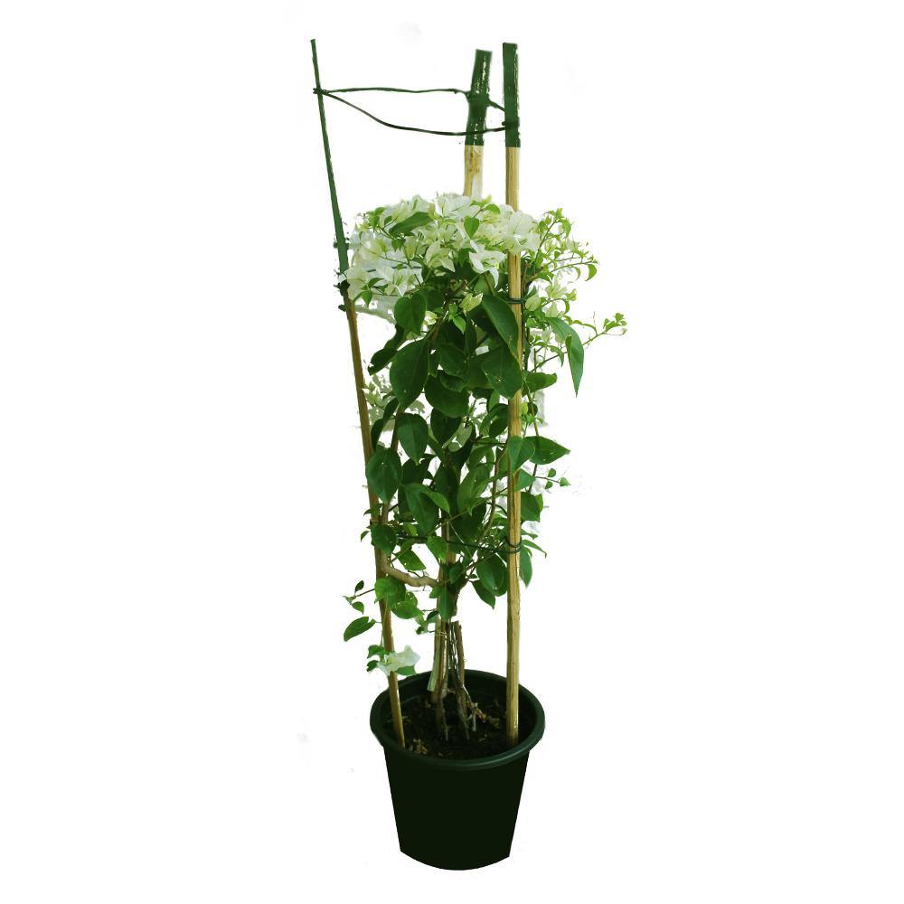 Paper Flower Plant - Bougainvillea