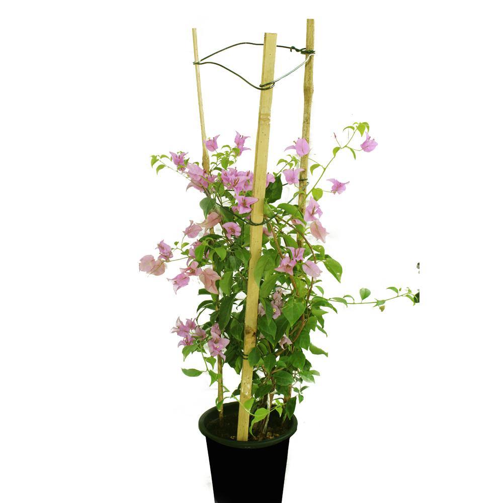 Paper Flower Plant - Bougainvillea