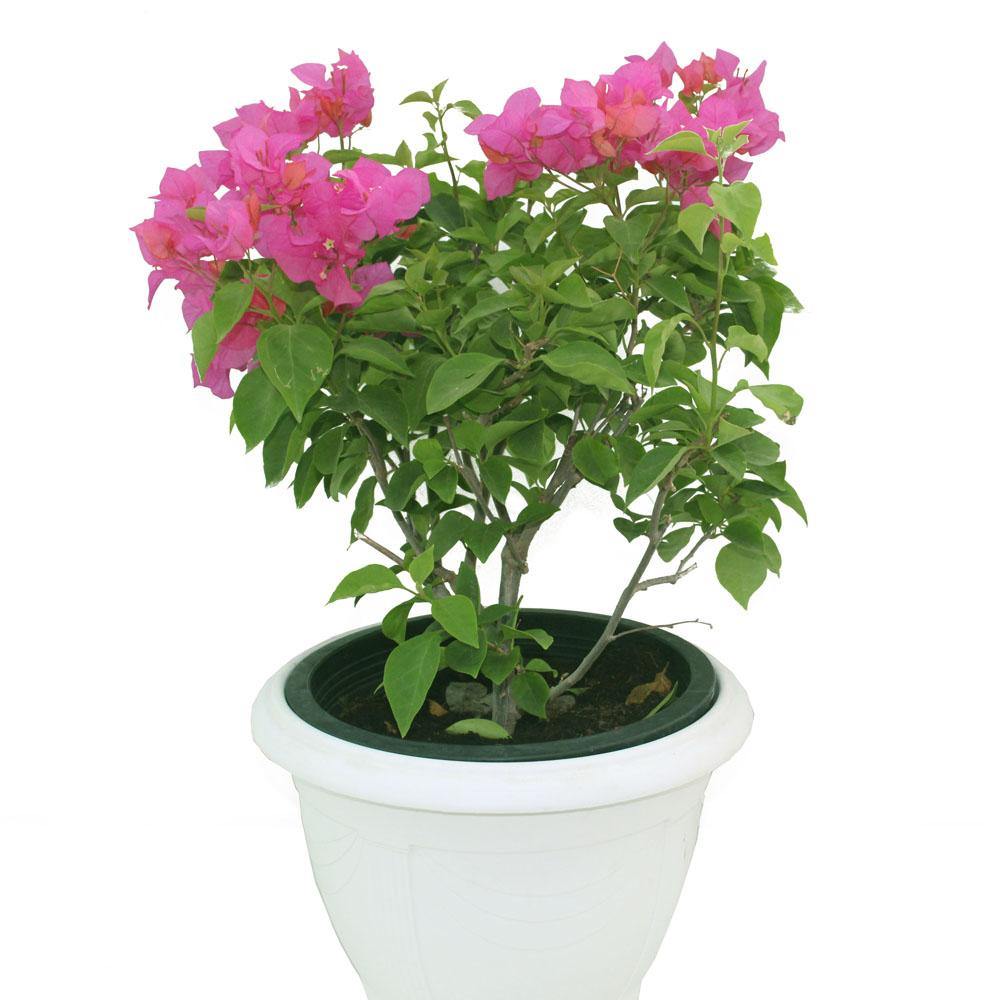 Paper Flower Plant - Bougainvillea