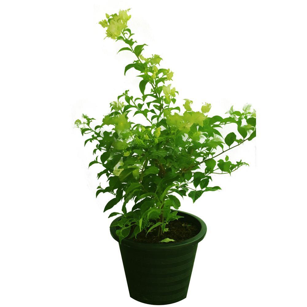 Paper Flower Plant - Bougainvillea