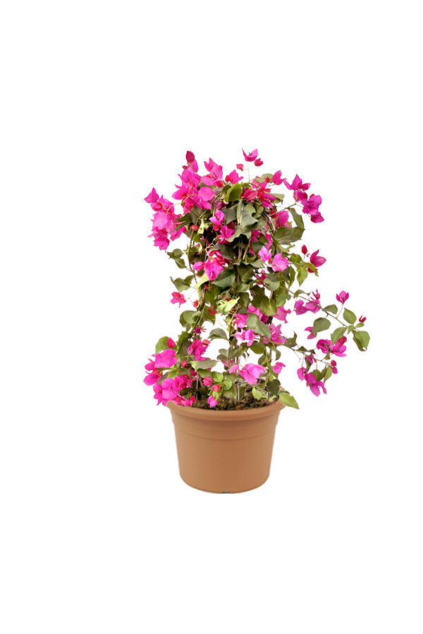 Paper Flower Plant - Bougainvillea
