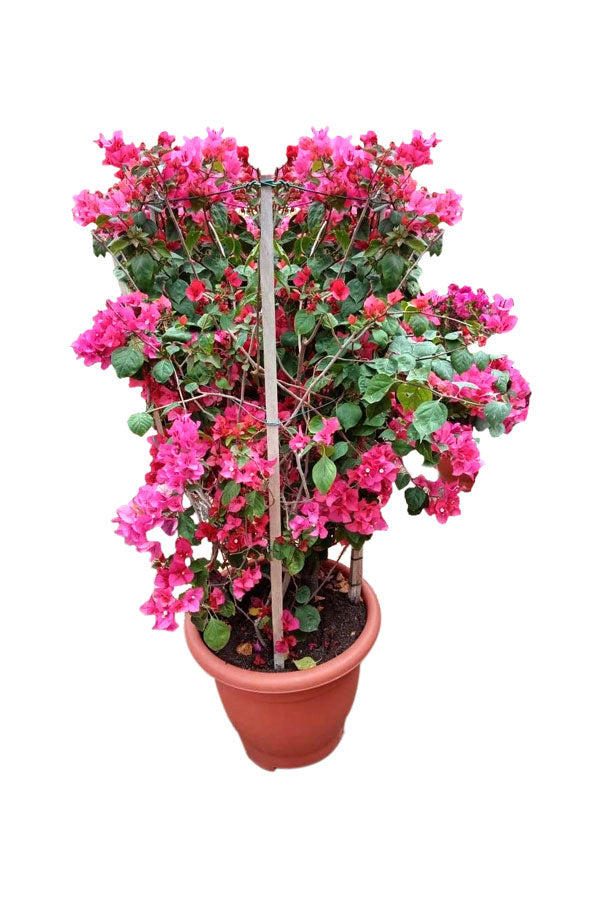 Bougainvillea Bushy – Paper Flower
