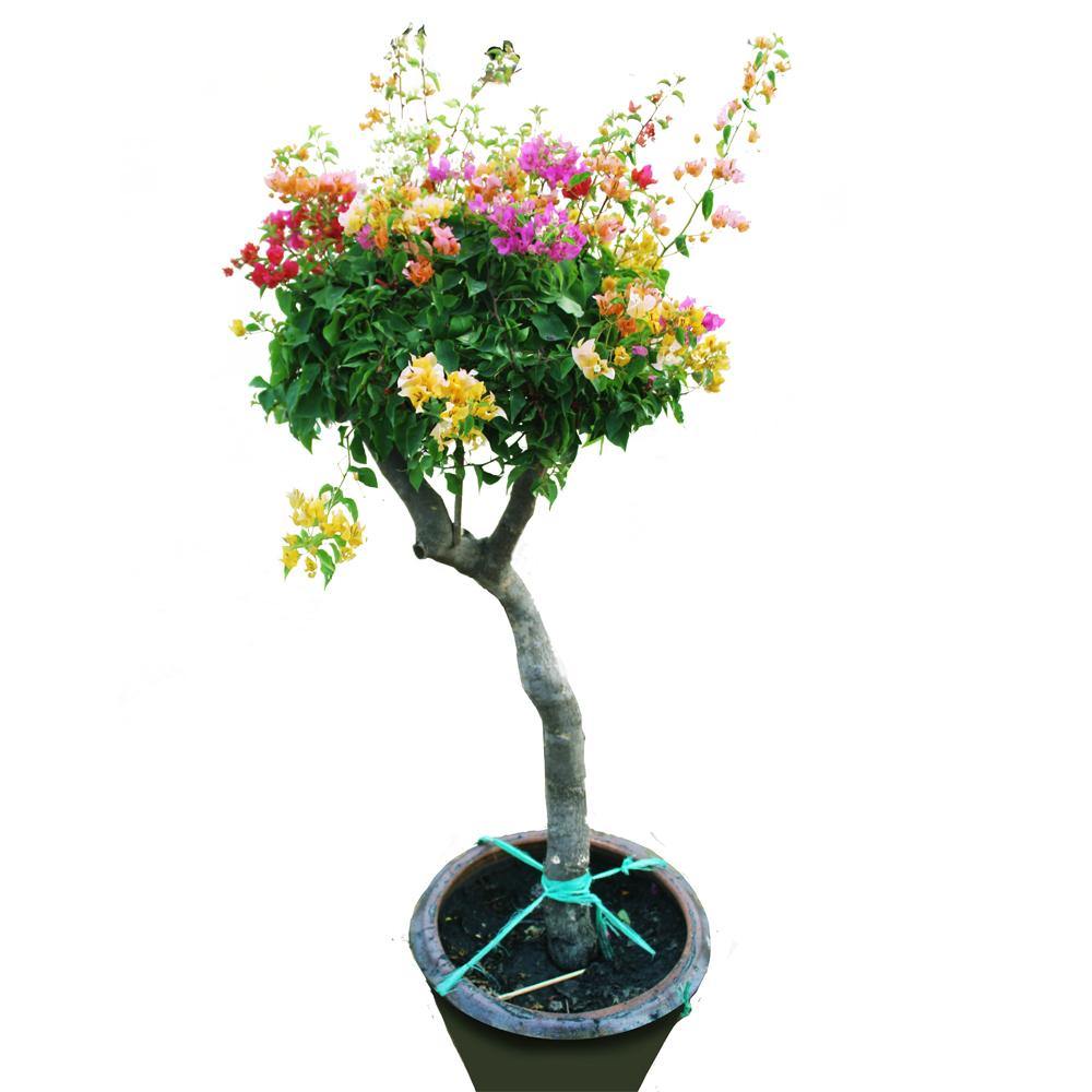 Great Bougainvillea – Bougainvillea Spectabilis