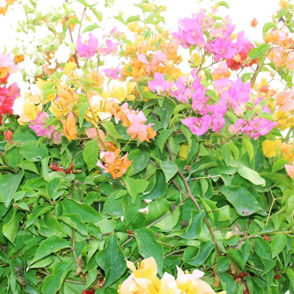 Great Bougainvillea – Bougainvillea Spectabilis