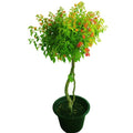 Great Bougainvillea-Bougainvillea Spectabilis - Plantsworld.ae - {{ varient.name }}