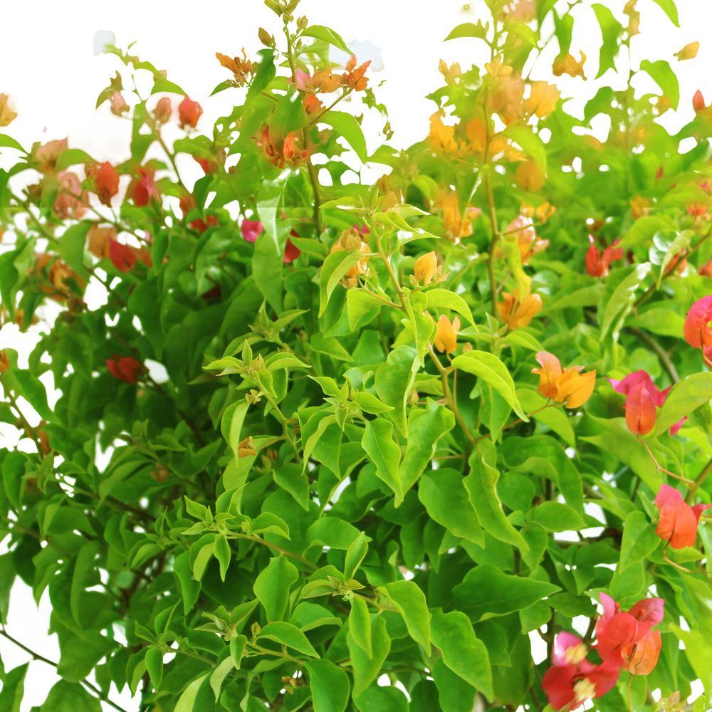 Great Bougainvillea – Bougainvillea Spectabilis